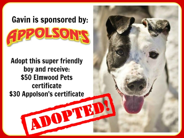 appolson's performance center, city of buffalo animal shelter, adoption, pets in need, forever home, sponsor, the power of love
